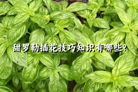 甜罗勒插花技巧知识有哪些？