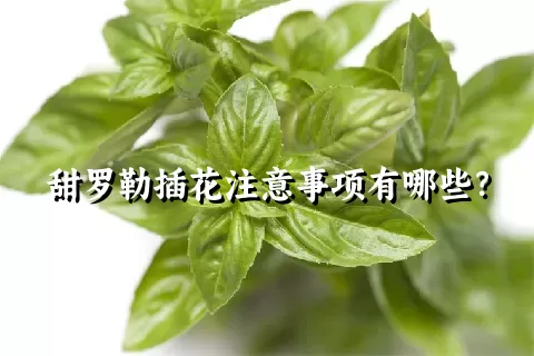 甜罗勒插花注意事项有哪些？