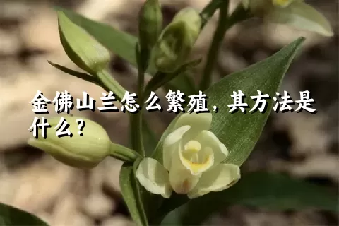 金佛山兰怎么繁殖，其方法是什么？