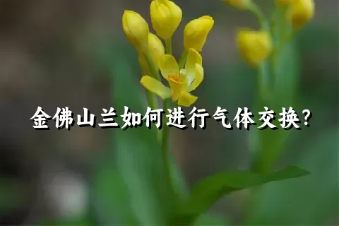 金佛山兰如何进行气体交换？