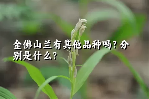 金佛山兰有其他品种吗？分别是什么？