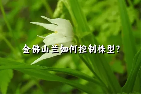 金佛山兰如何控制株型？