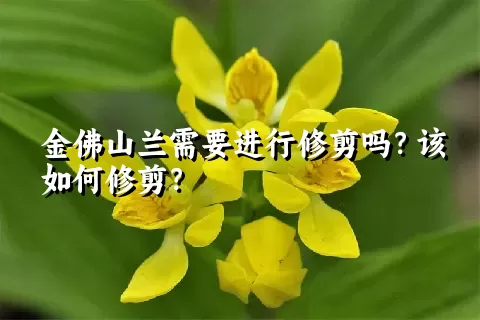 金佛山兰需要进行修剪吗？该如何修剪？