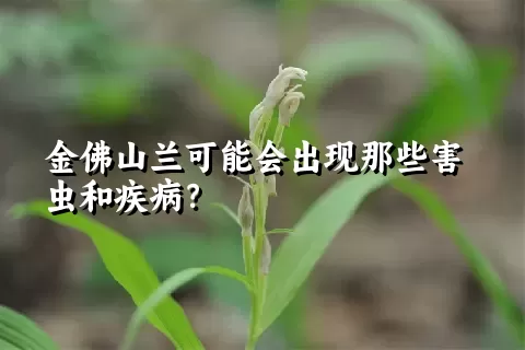 金佛山兰可能会出现那些害虫和疾病？