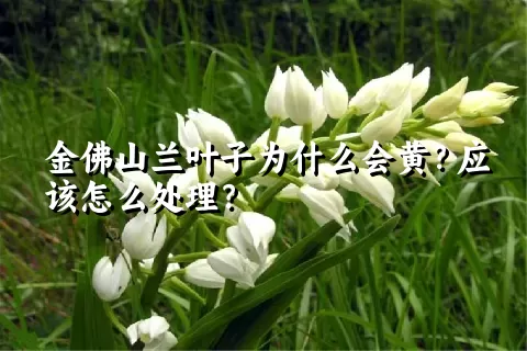 金佛山兰叶子为什么会黄？应该怎么处理？