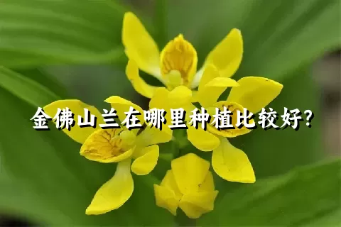 金佛山兰在哪里种植比较好？