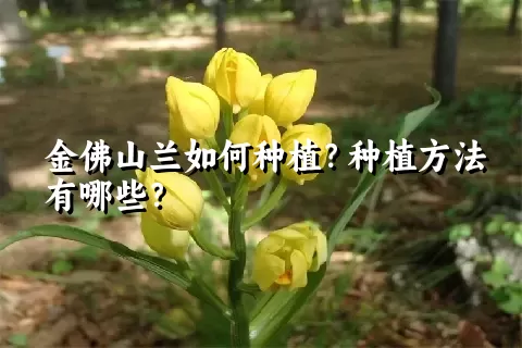 金佛山兰如何种植？种植方法有哪些？