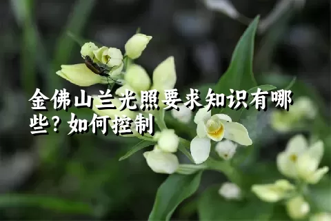 金佛山兰光照要求知识有哪些？如何控制