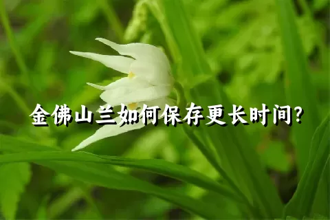 金佛山兰如何保存更长时间？