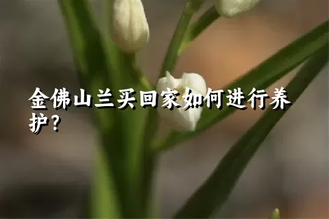 金佛山兰买回家如何进行养护？