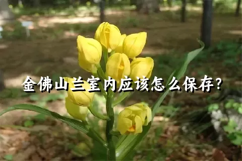 金佛山兰室内应该怎么保存？