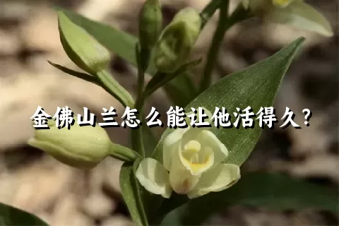 金佛山兰怎么能让他活得久？
