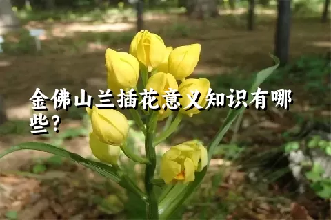 金佛山兰插花意义知识有哪些？