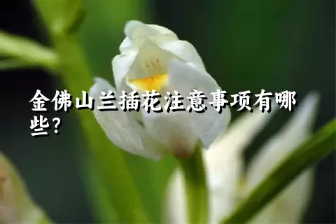 金佛山兰插花注意事项有哪些？