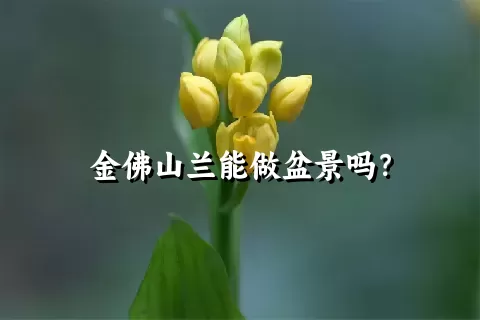 金佛山兰能做盆景吗？