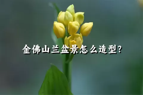 金佛山兰盆景怎么造型？