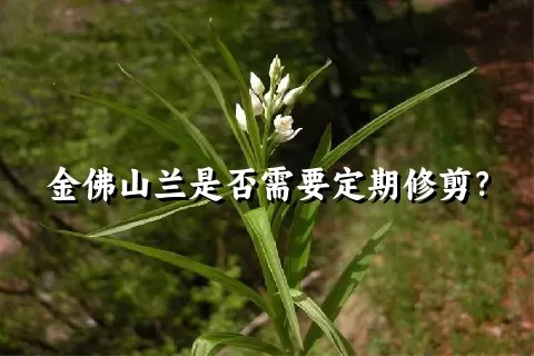 金佛山兰是否需要定期修剪？