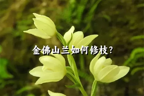 金佛山兰如何修枝？