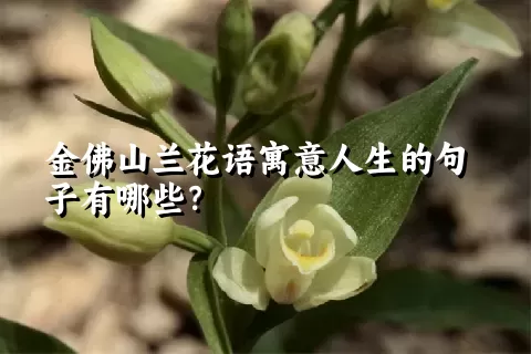 金佛山兰花语寓意人生的句子有哪些？