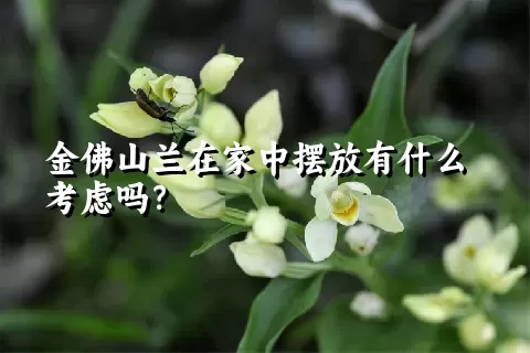 金佛山兰在家中摆放有什么考虑吗？
