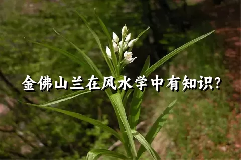 金佛山兰在风水学中有知识？