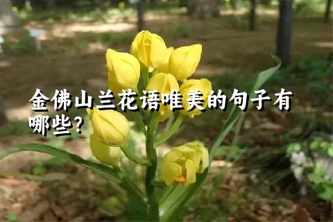 金佛山兰花语唯美的句子有哪些？