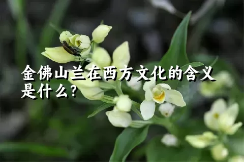 金佛山兰在西方文化的含义是什么？