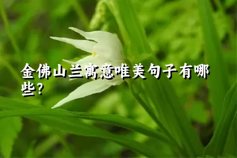 金佛山兰寓意唯美句子有哪些？