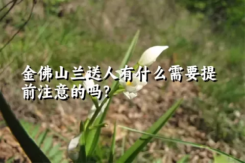 金佛山兰送人有什么需要提前注意的吗？