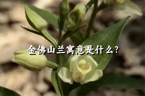 金佛山兰寓意是什么？
