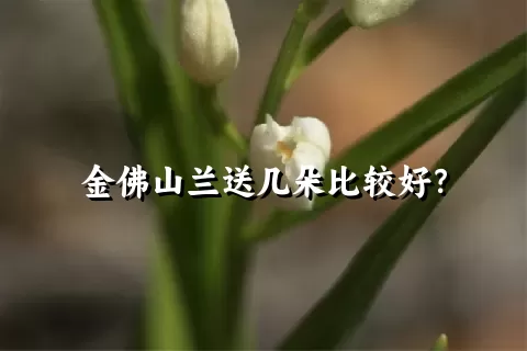 金佛山兰送几朵比较好？