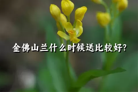 金佛山兰什么时候送比较好？