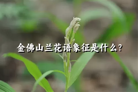 金佛山兰花语象征是什么？