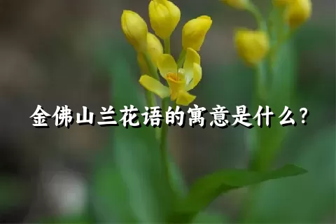 金佛山兰花语的寓意是什么？