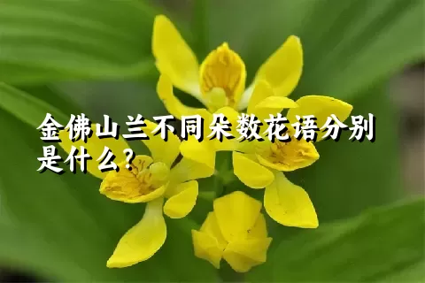 金佛山兰不同朵数花语分别是什么？