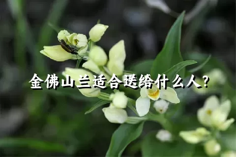 金佛山兰适合送给什么人？