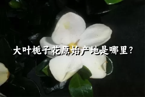 大叶栀子花原始产地是哪里？