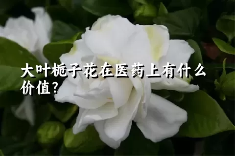 大叶栀子花在医药上有什么价值？