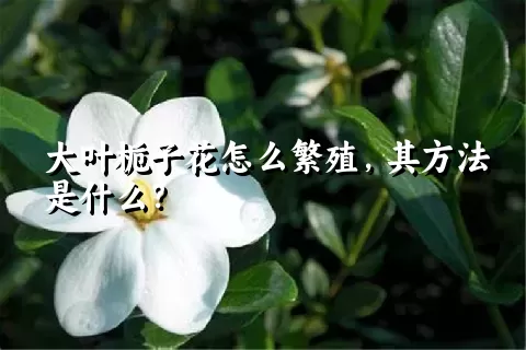 大叶栀子花怎么繁殖，其方法是什么？