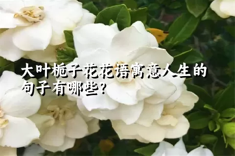 大叶栀子花花语寓意人生的句子有哪些？