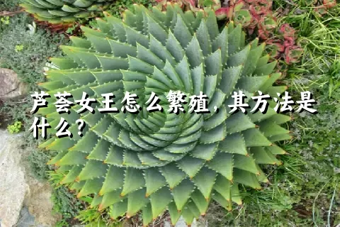 芦荟女王怎么繁殖，其方法是什么？