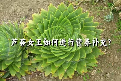 芦荟女王如何进行营养补充？