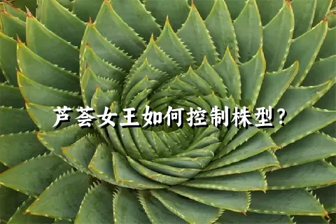 芦荟女王如何控制株型？