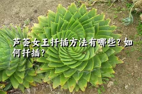 芦荟女王扦插方法有哪些？如何扦插？