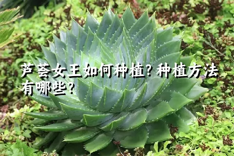 芦荟女王如何种植？种植方法有哪些？
