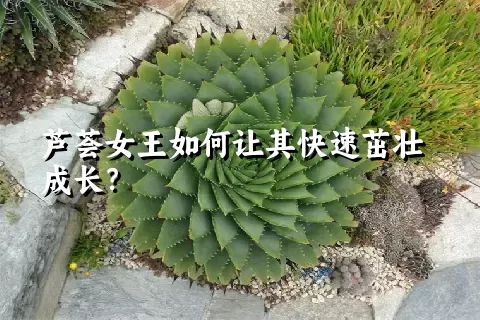 芦荟女王如何让其快速茁壮成长？