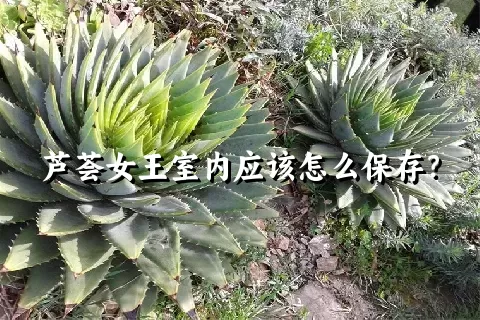 芦荟女王室内应该怎么保存？