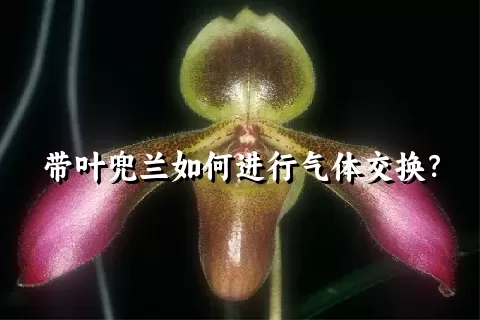 带叶兜兰如何进行气体交换？