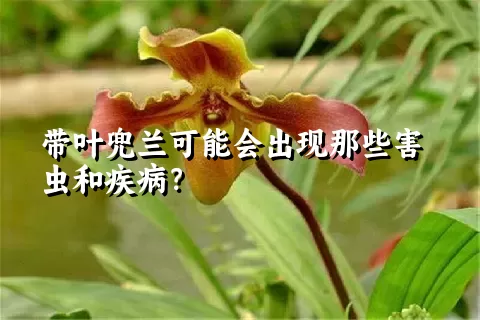 带叶兜兰可能会出现那些害虫和疾病？