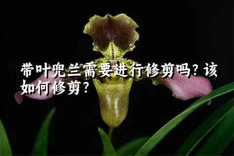 带叶兜兰需要进行修剪吗？该如何修剪？